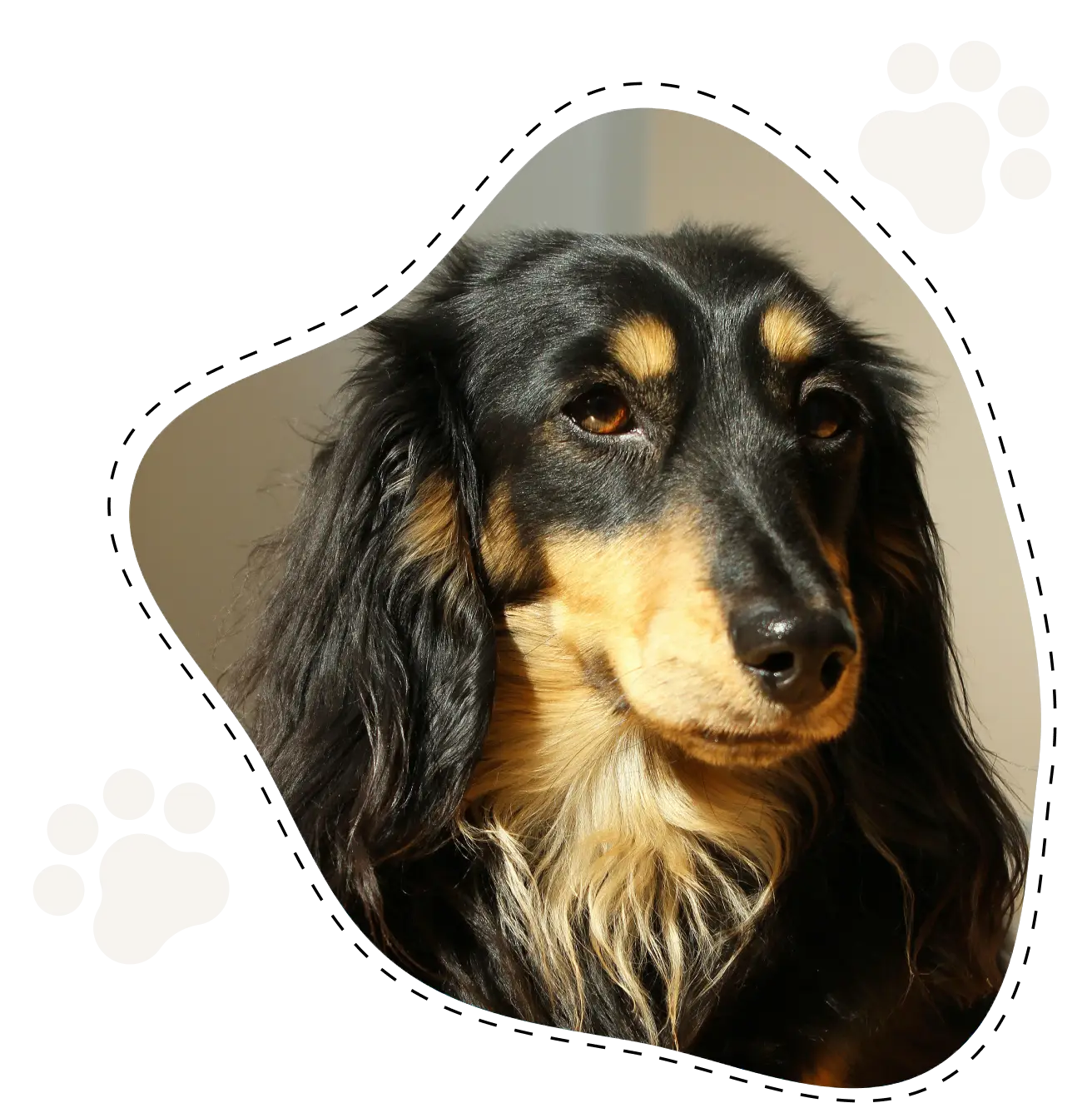 A close-up of a calm, long-haired black and tan dog, reminiscent of adorable Long-Haired Dachshund Puppies, framed by paw print graphics.