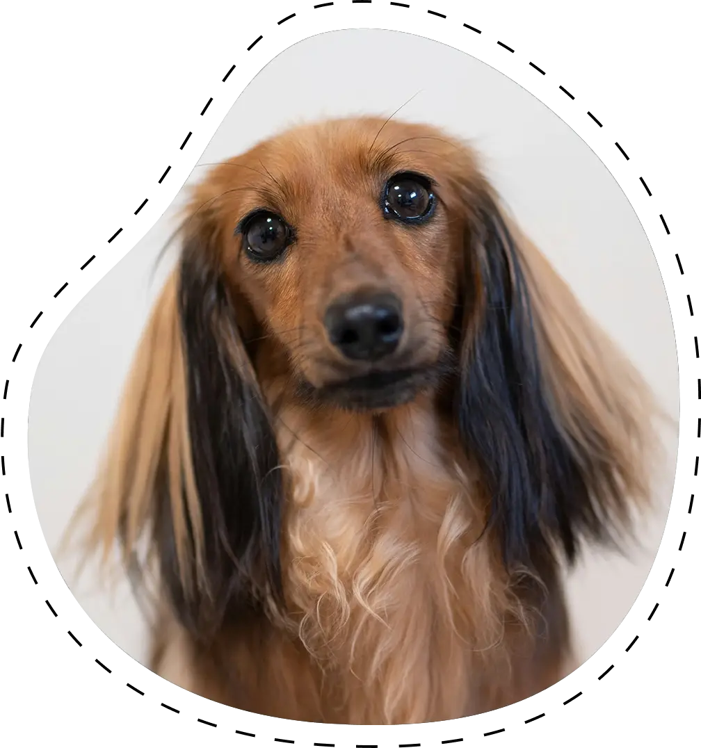 Close-up of a long-haired dachshund with a beautiful brown and black coat, gazing directly at the camera. It’s clear this pup comes from one of the best dachshund breeders!