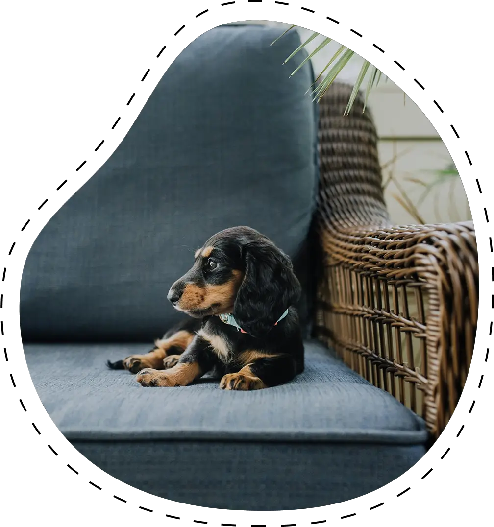 A small black and brown puppy, possibly from one of the best Dachshund breeders, is lying on a blue cushioned wicker chair, looking to the left.