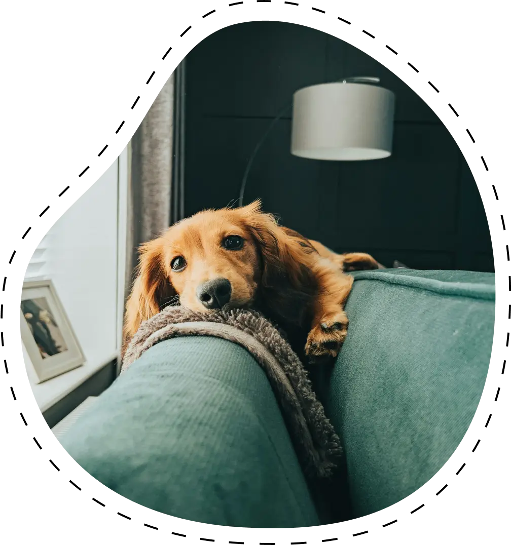 A small, Short-Haired Dachshund puppy with a brown coat rests its head on the back of a green sofa, with a floor lamp and a picture frame in the background.